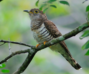 Хөхөө (Жагар хөхөө)